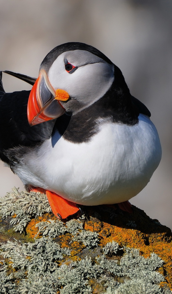 Тихоокеанский тупик