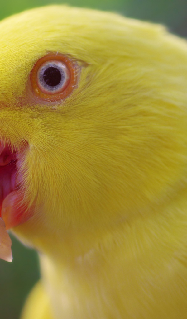 Желтый попугай