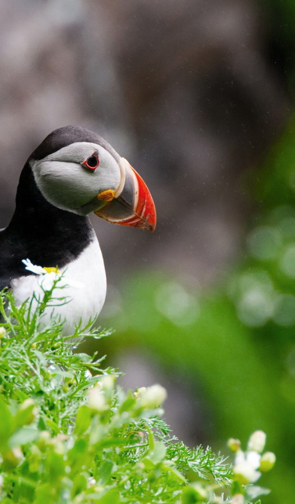 птица Тупик