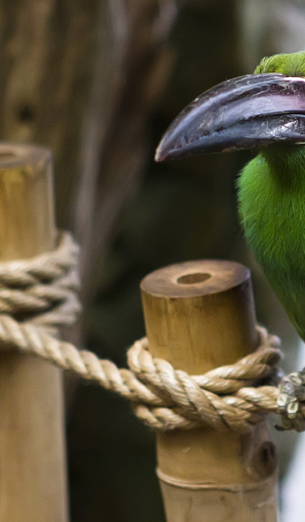 Птица с большим клювом