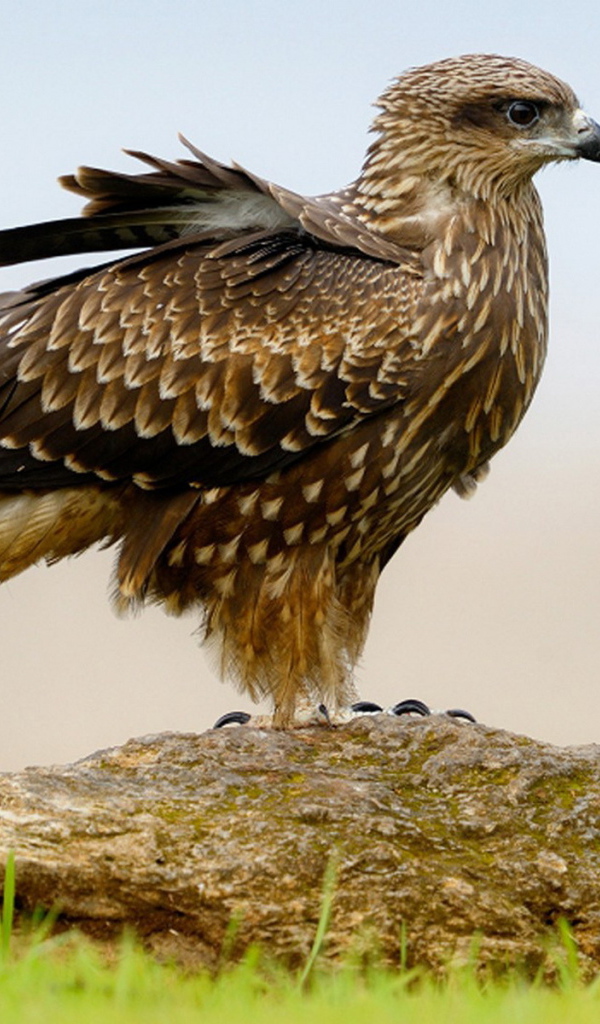 Пернатый хищник