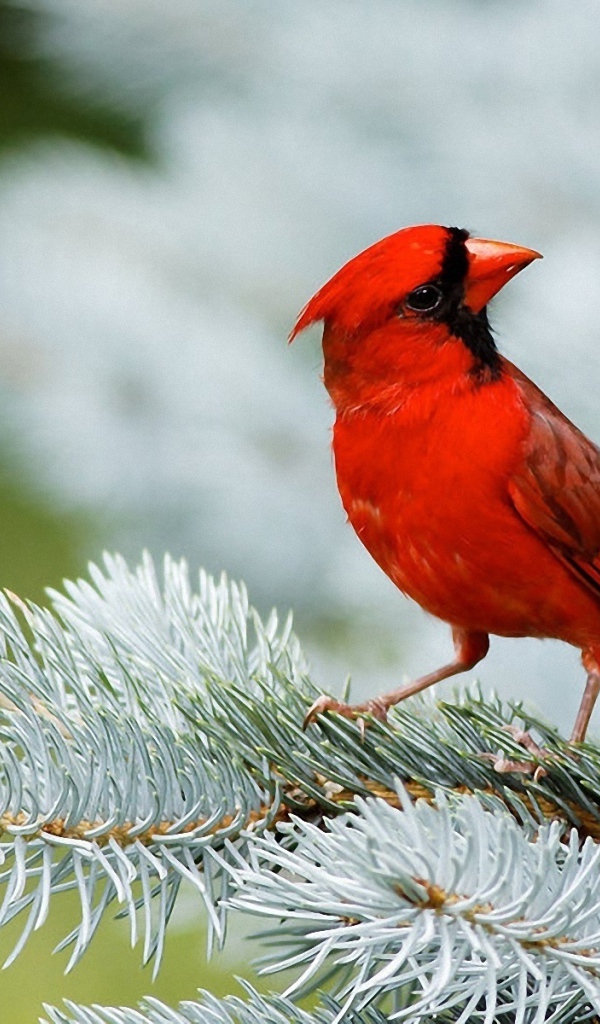 Красный кардинал