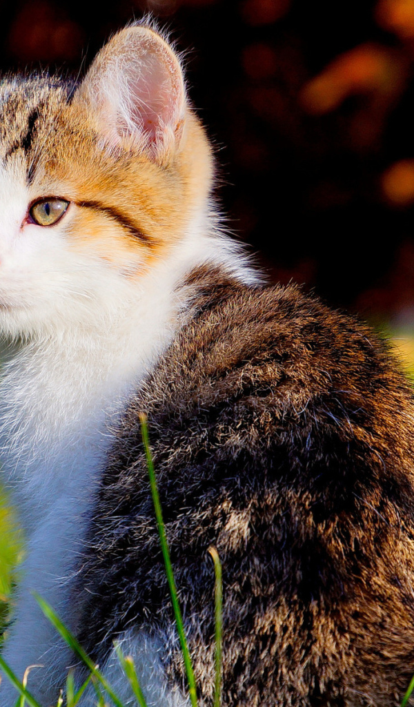 Красивый котенок