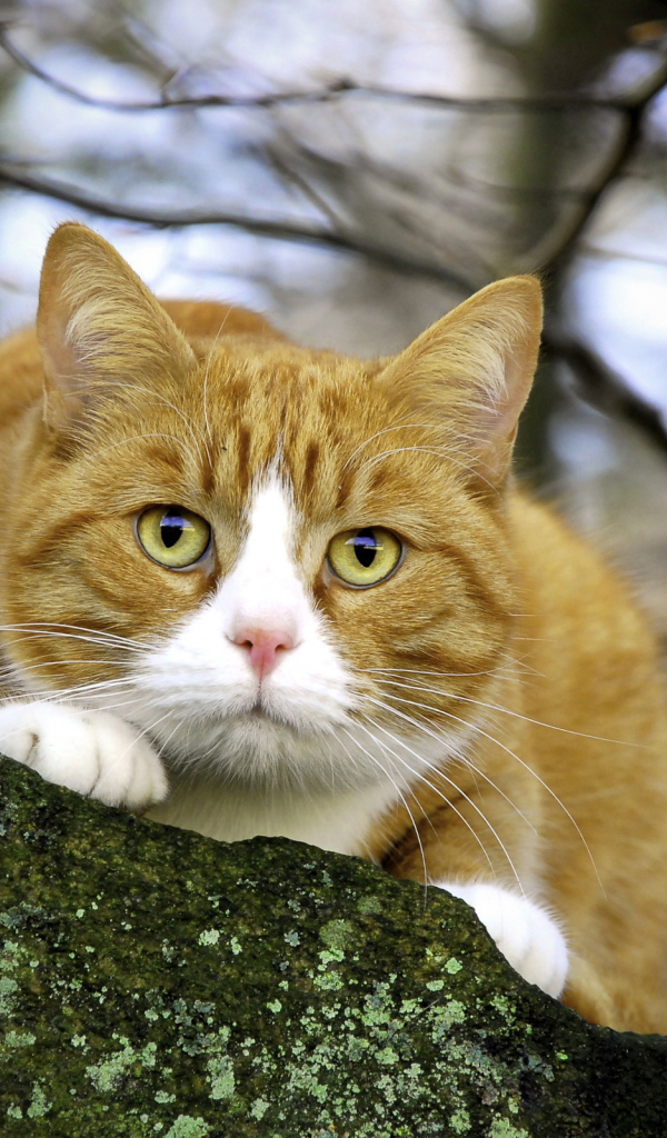 Пушистый кот