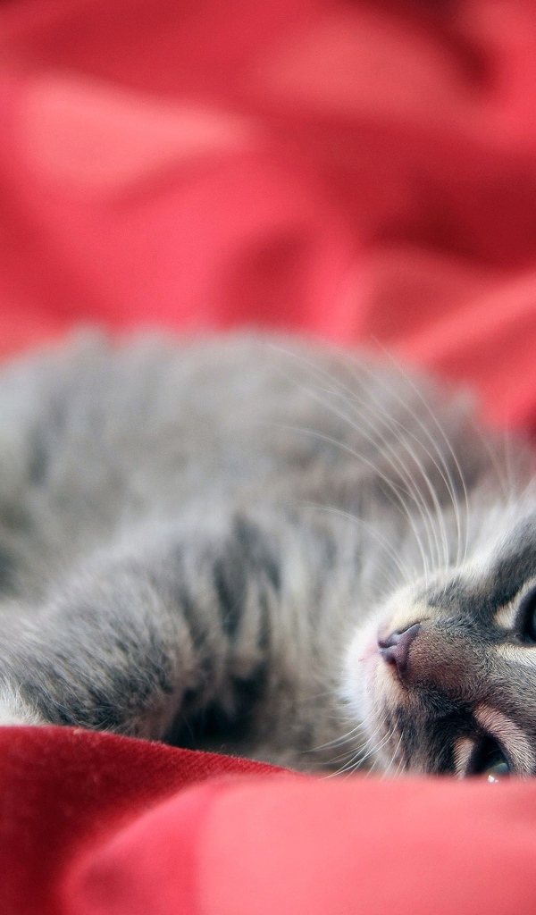 Дымчатый котенок