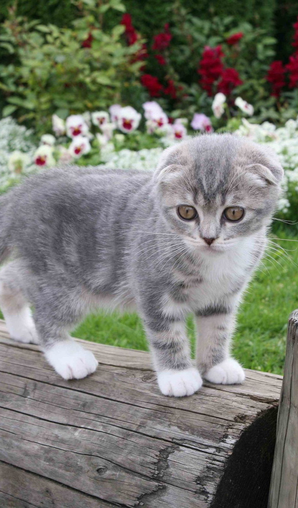 Котенок на бревне