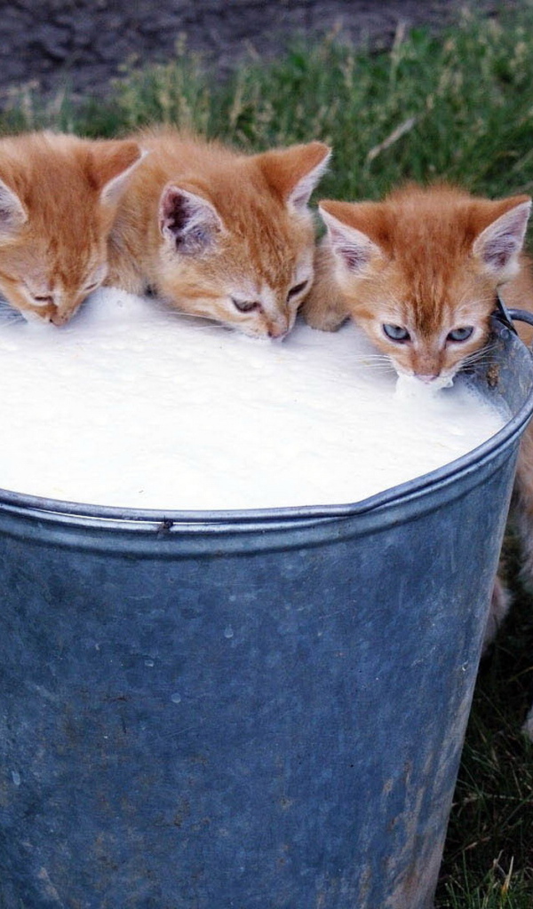 Котята и молоко