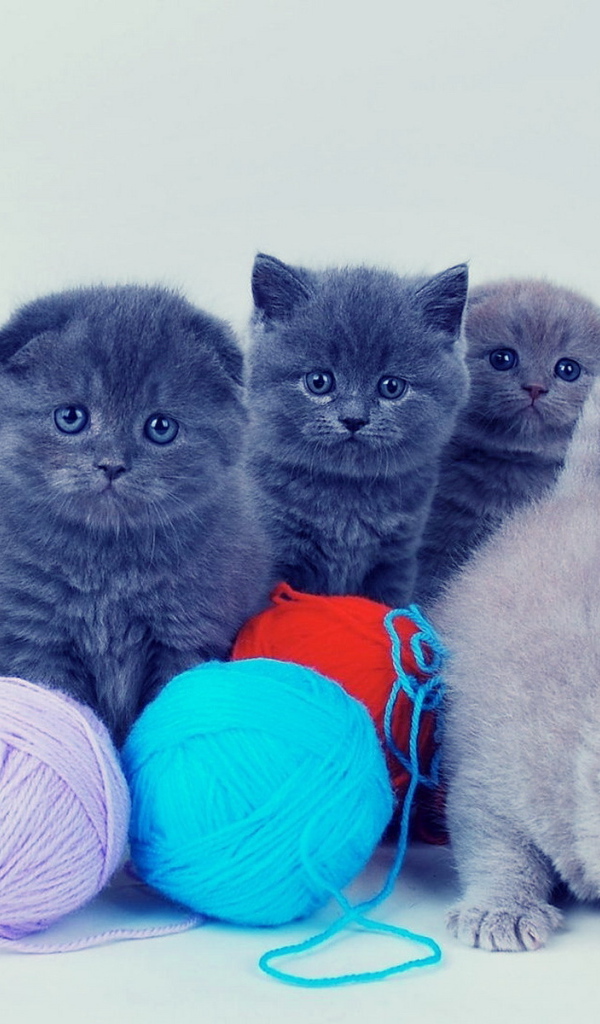 Котята и клубки