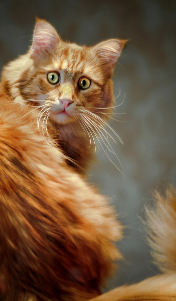 Рыжий кот