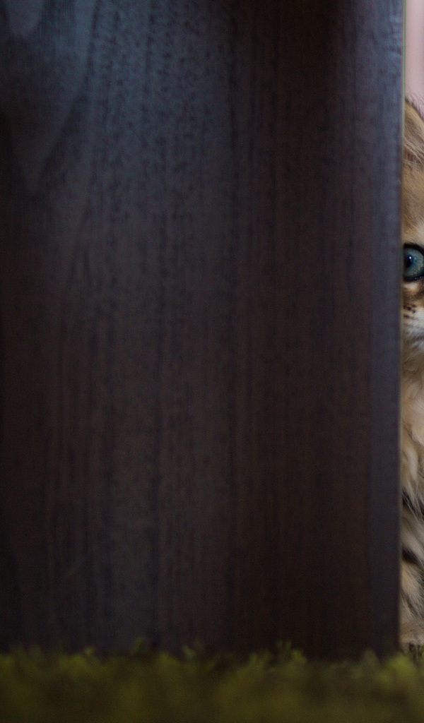 Испуганный котенок