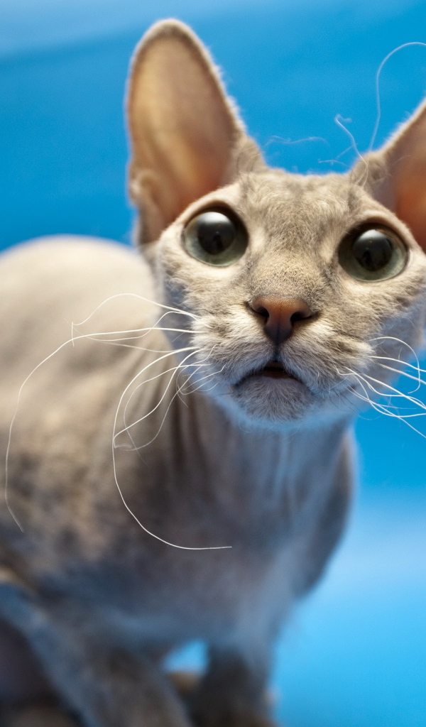 Кошка сфинкс