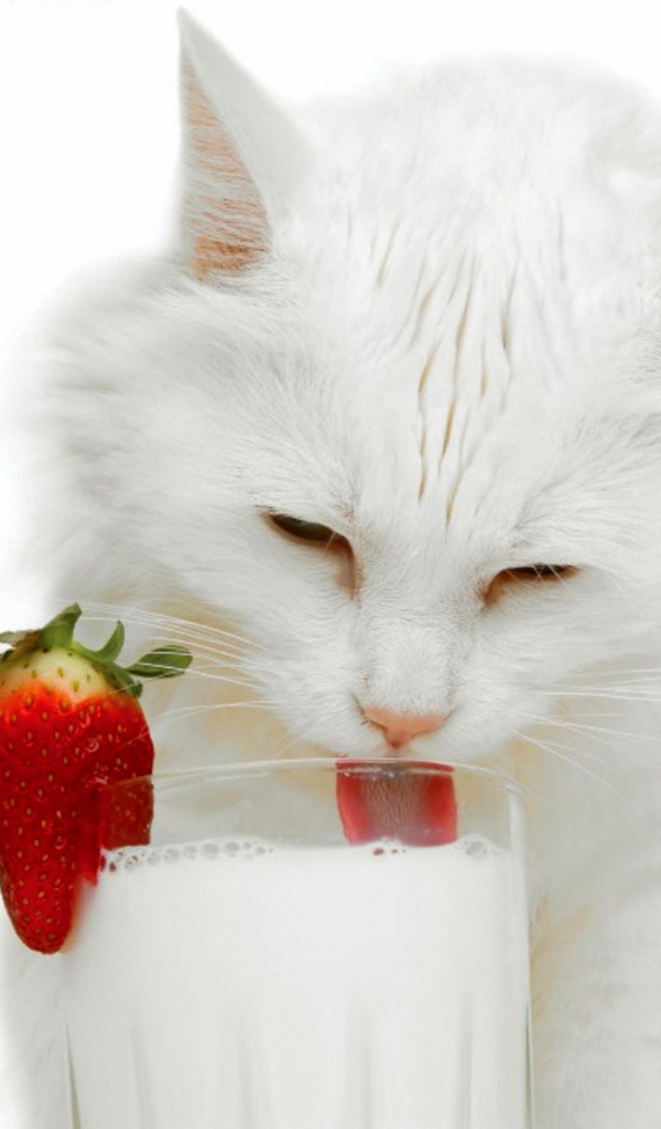 Белая кошка и молоко
