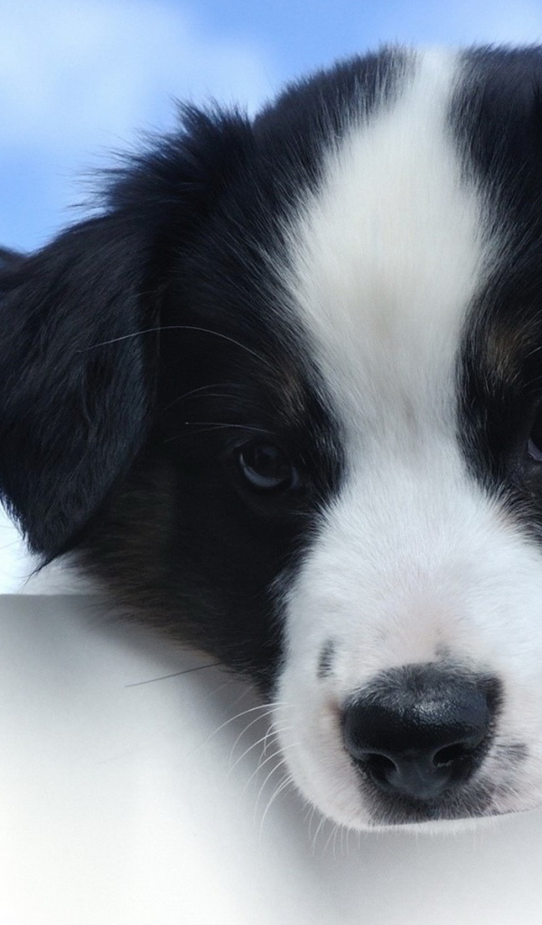 Красивый щенок