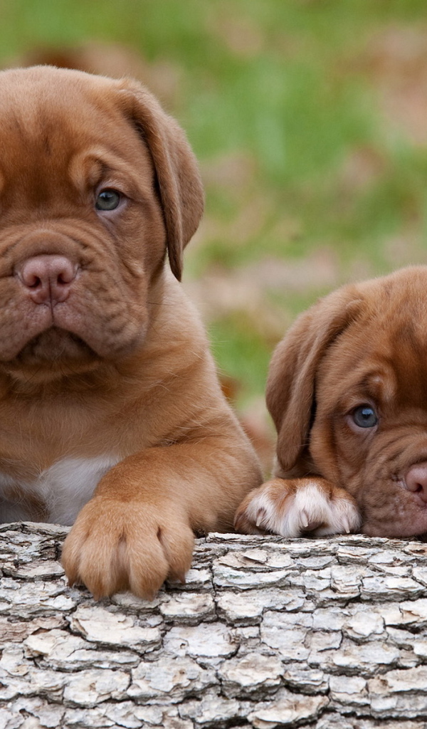 Щенки Бордосского дога