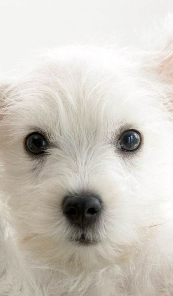 Белая собачка