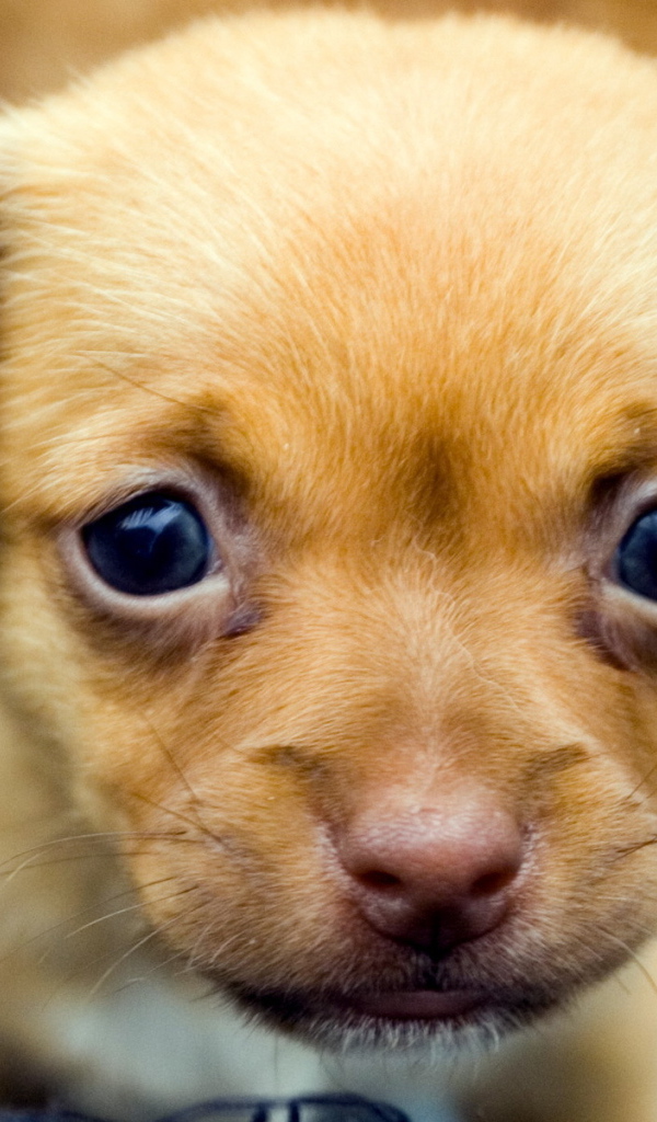 Милый щенок