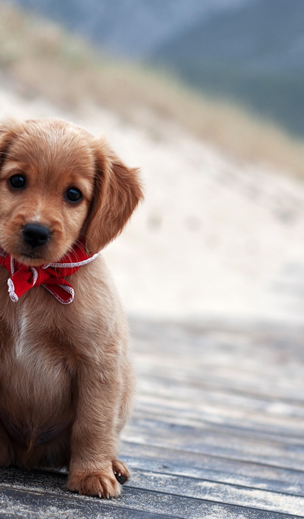 Симпатичный щенок