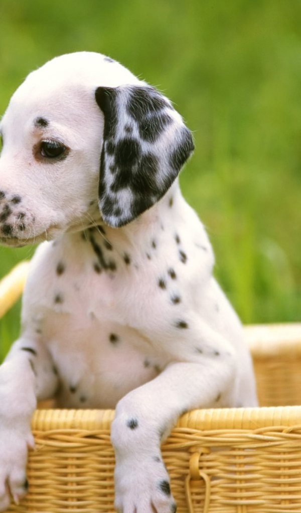 Далматинец в корзинке