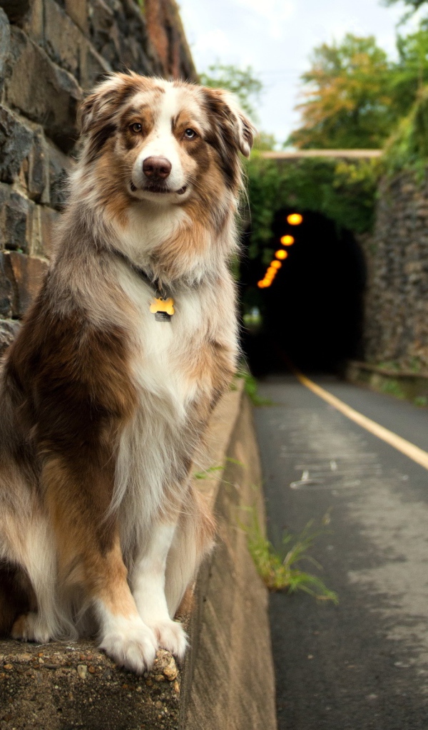 Собака друг