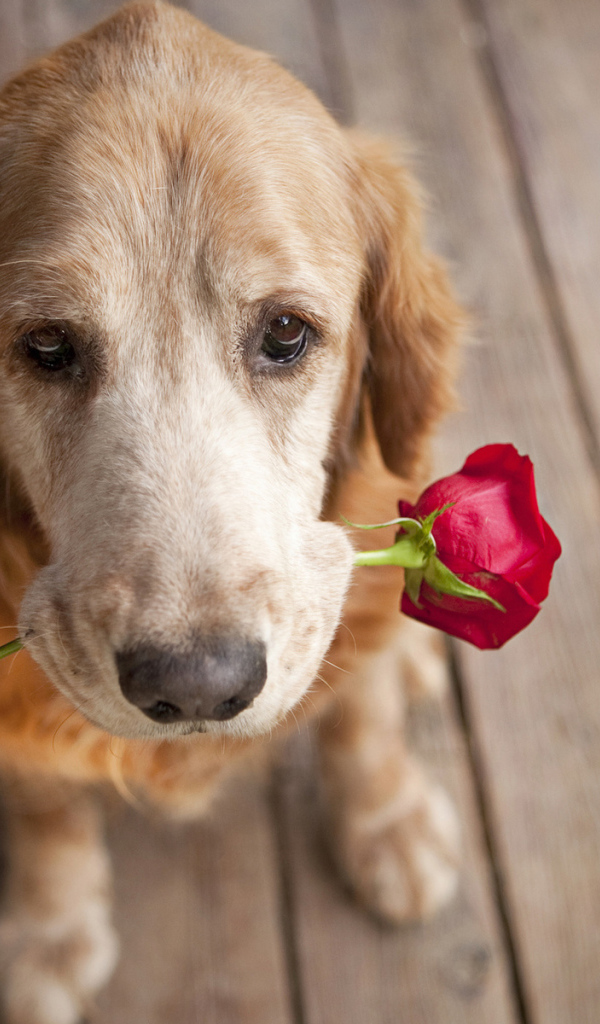 Собака и цветок