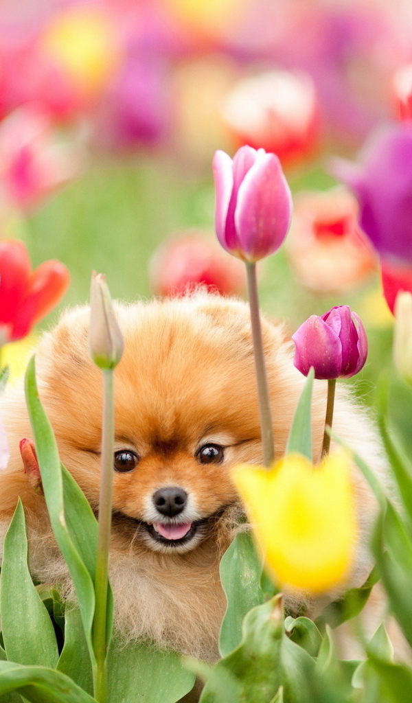 Собачка и тюльпаны