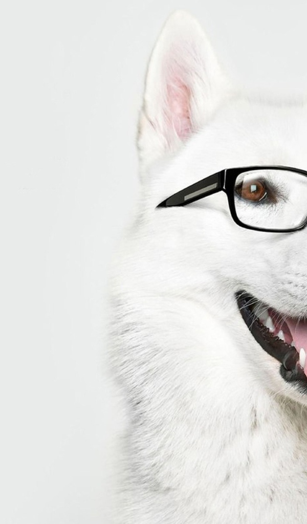 Собака в очках