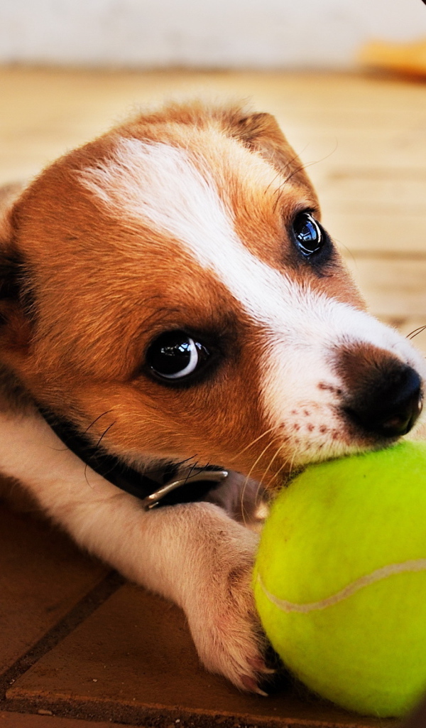 Собака с мячиком