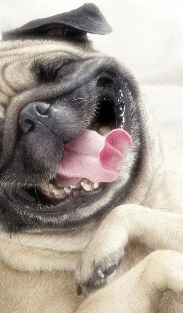 Веселый мопс