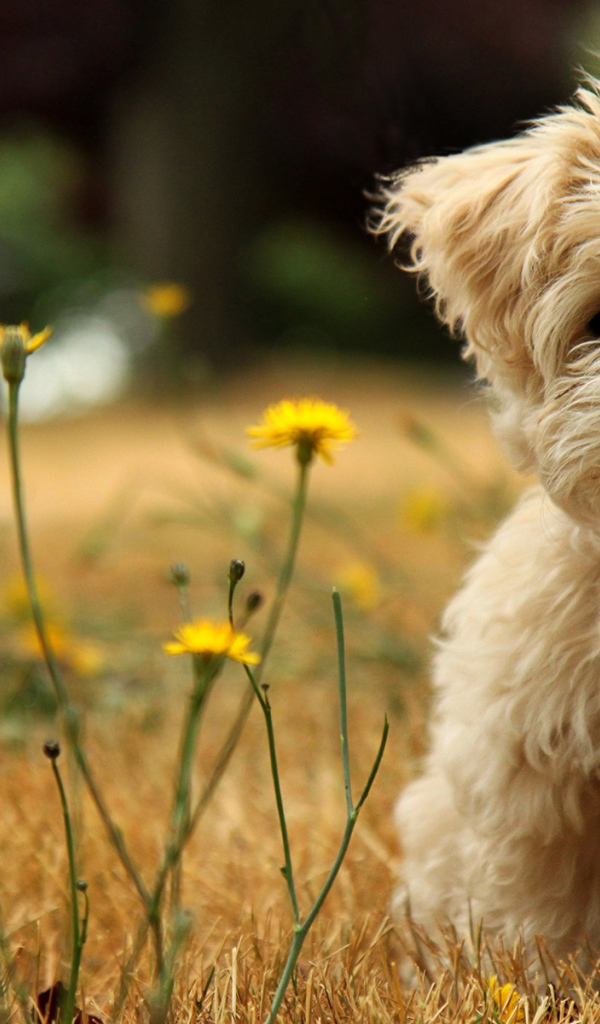 Маленький пес