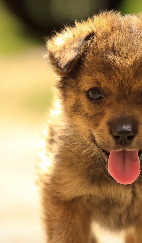 Маленький щенок