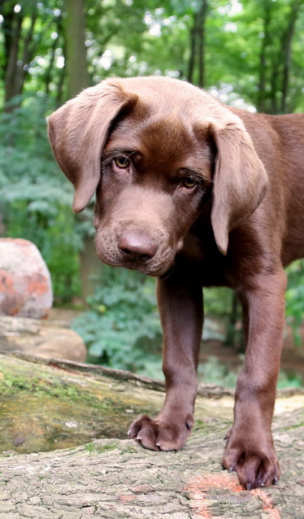 Щенок в лесу