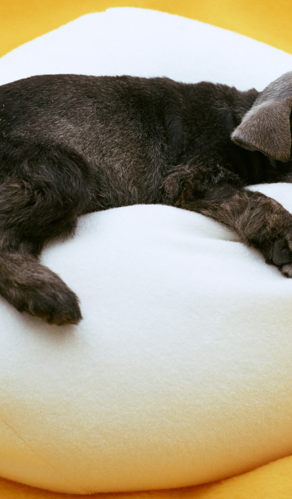 Щенок на подушке