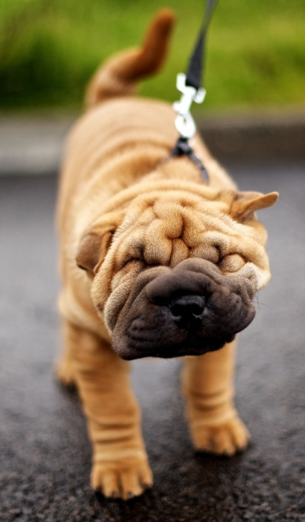 Шарпей на прогулке