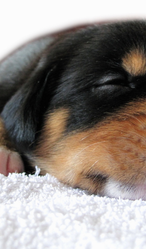 Спящий щенок