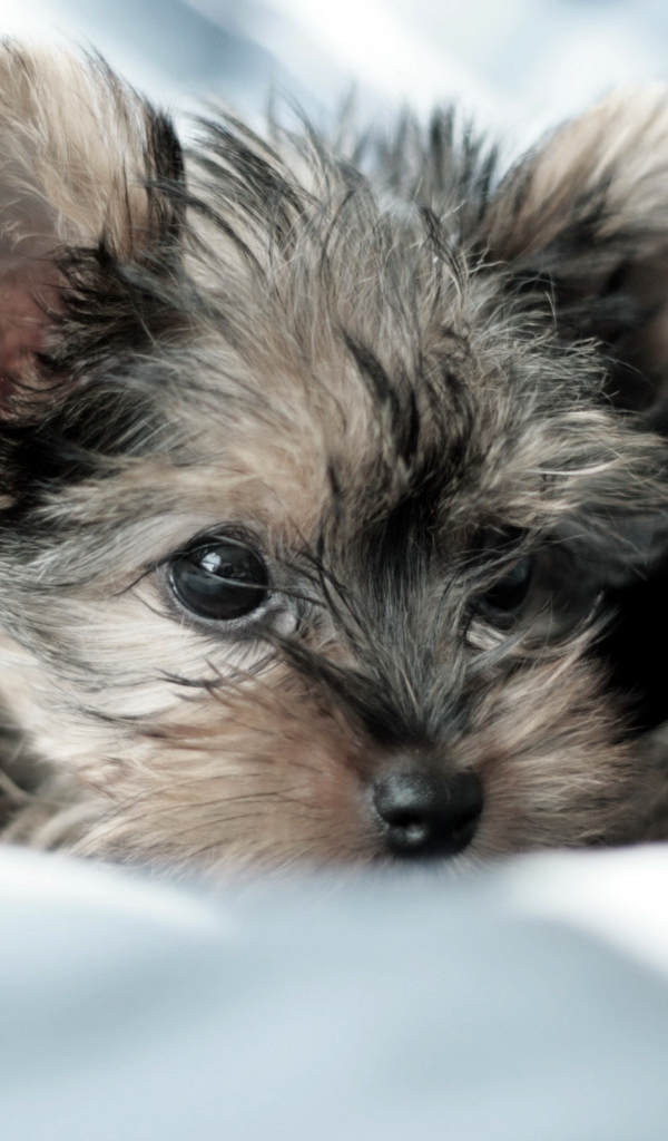 Маленькая собачка