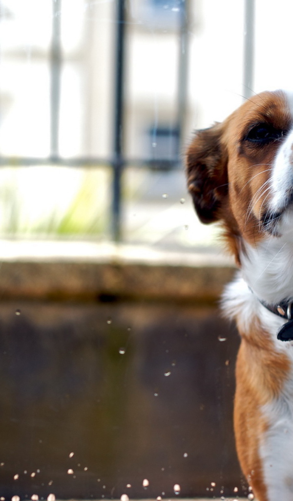 Собака за стеклом