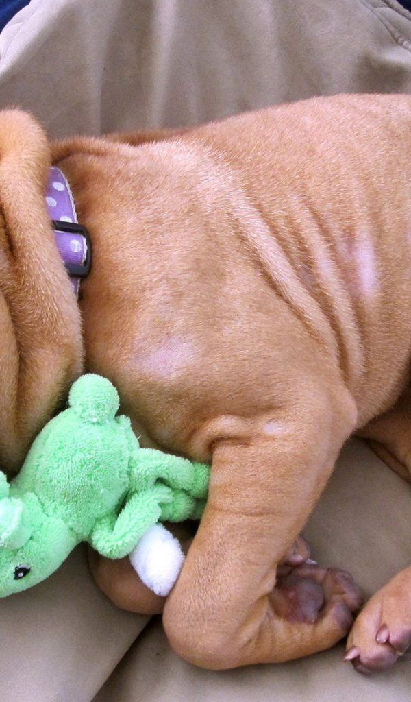 Щенок шарпея