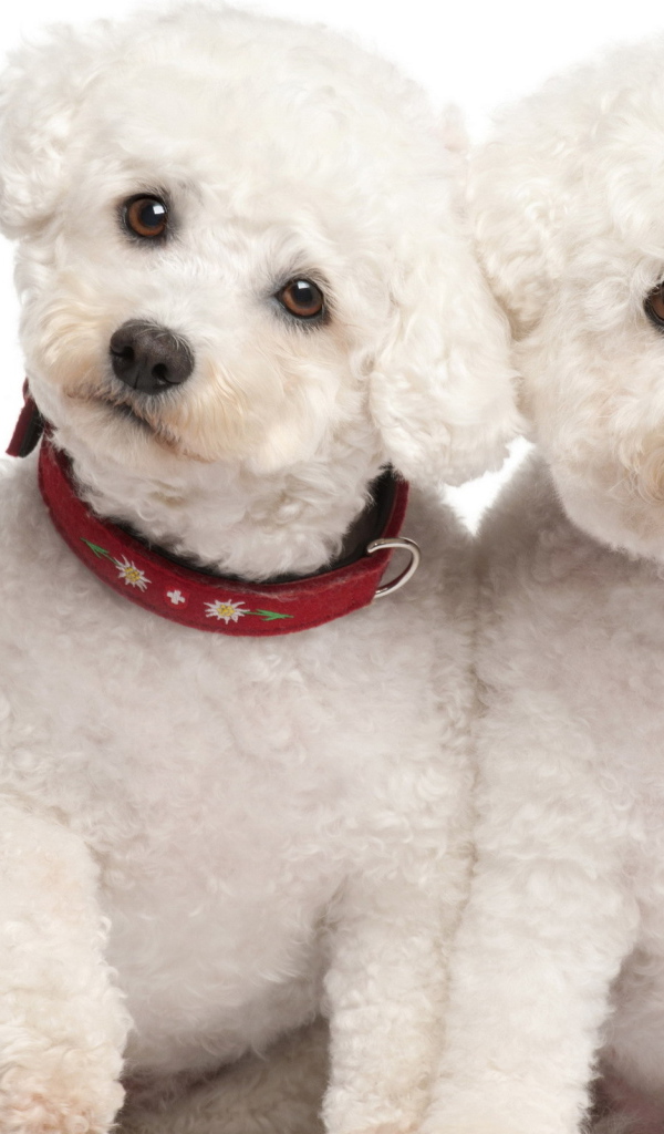 Белые щенки