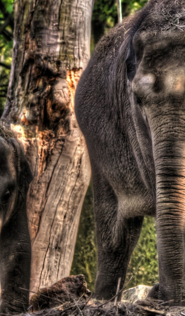 Слон и слоненок