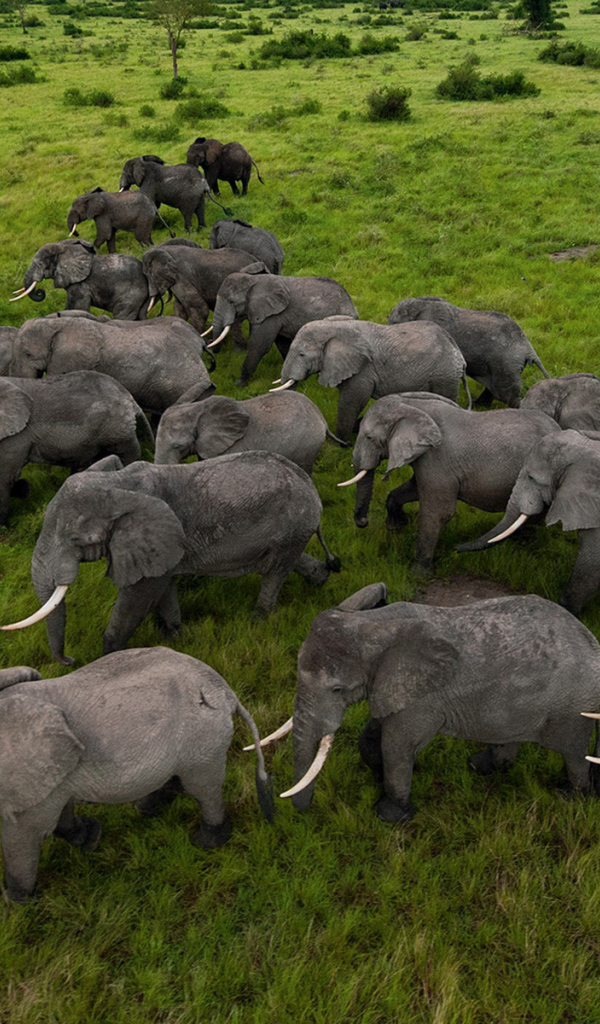 herd of Elephants