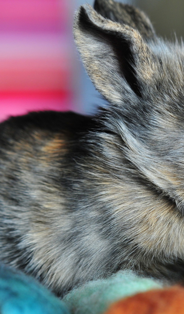 Ушастый кролик