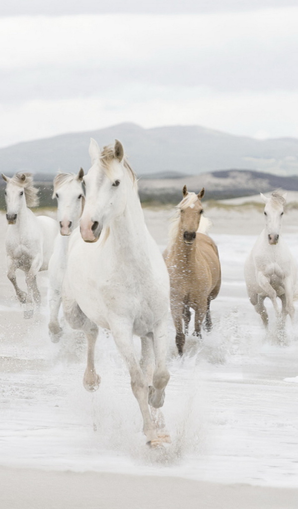 Лошадиный табун