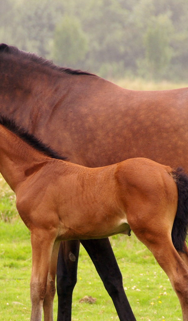 Лошадь и жеребенок