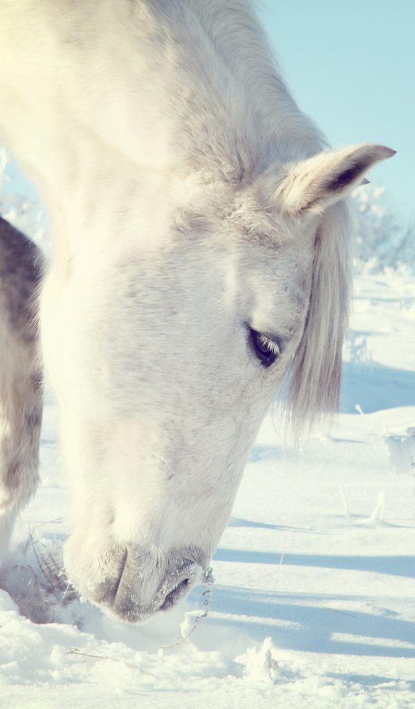 Лошадь на прогулке