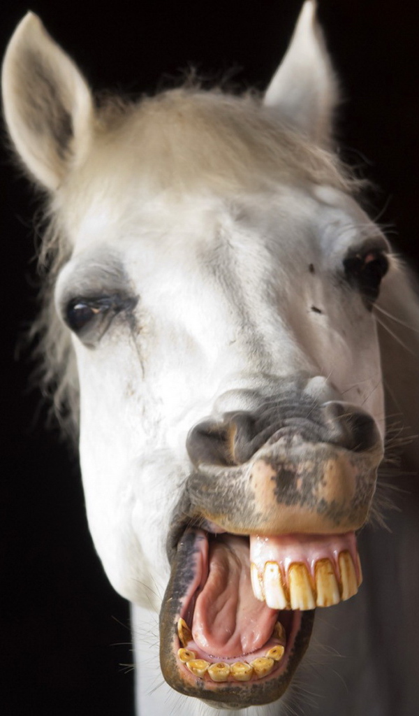 Лошадиная улыбка