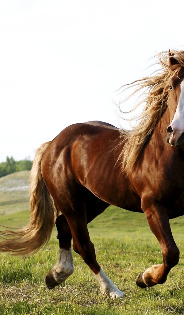 Скачущий конь