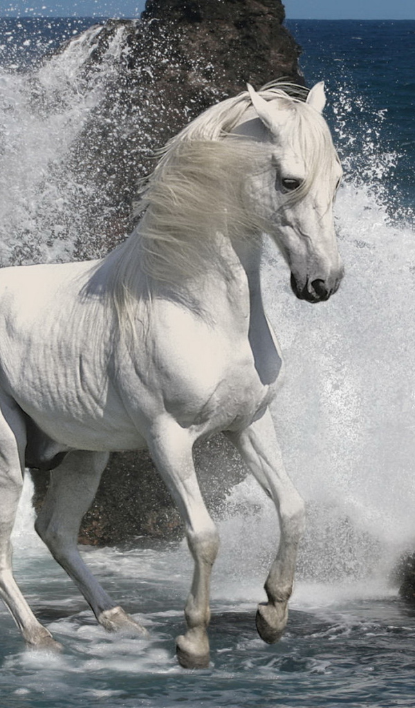 Белый жеребец