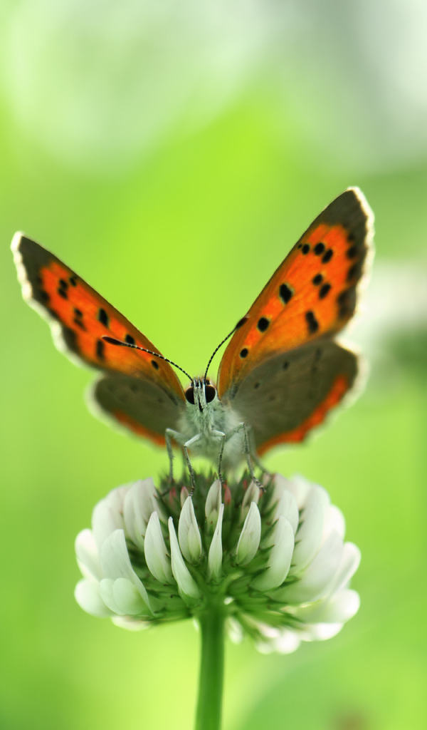 Бабочка и клевер