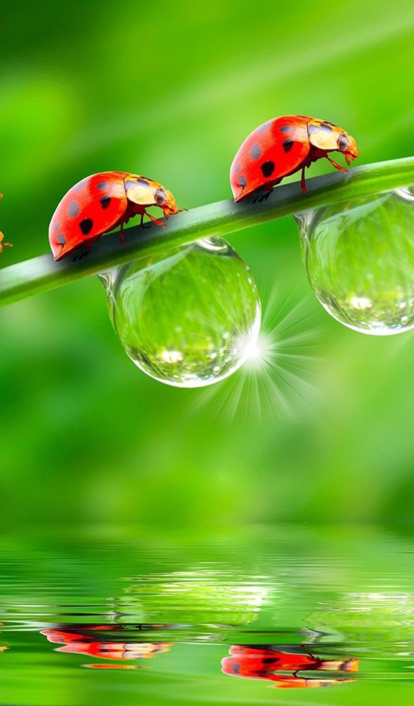 Божьи коровки