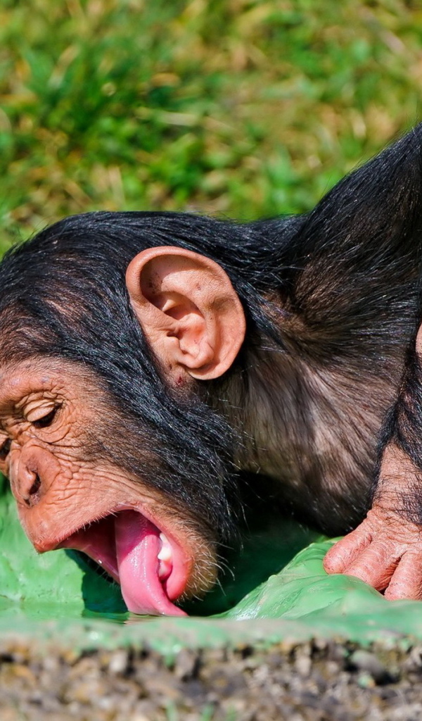 Пьющая обезьяна